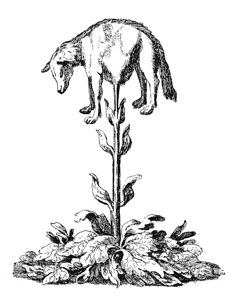 1 800px-Vegetable_lamb_(Lee,_1887)