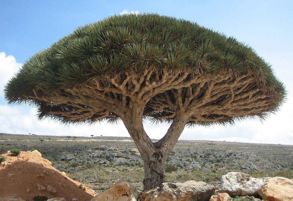 4 Socotra_dragon_tree